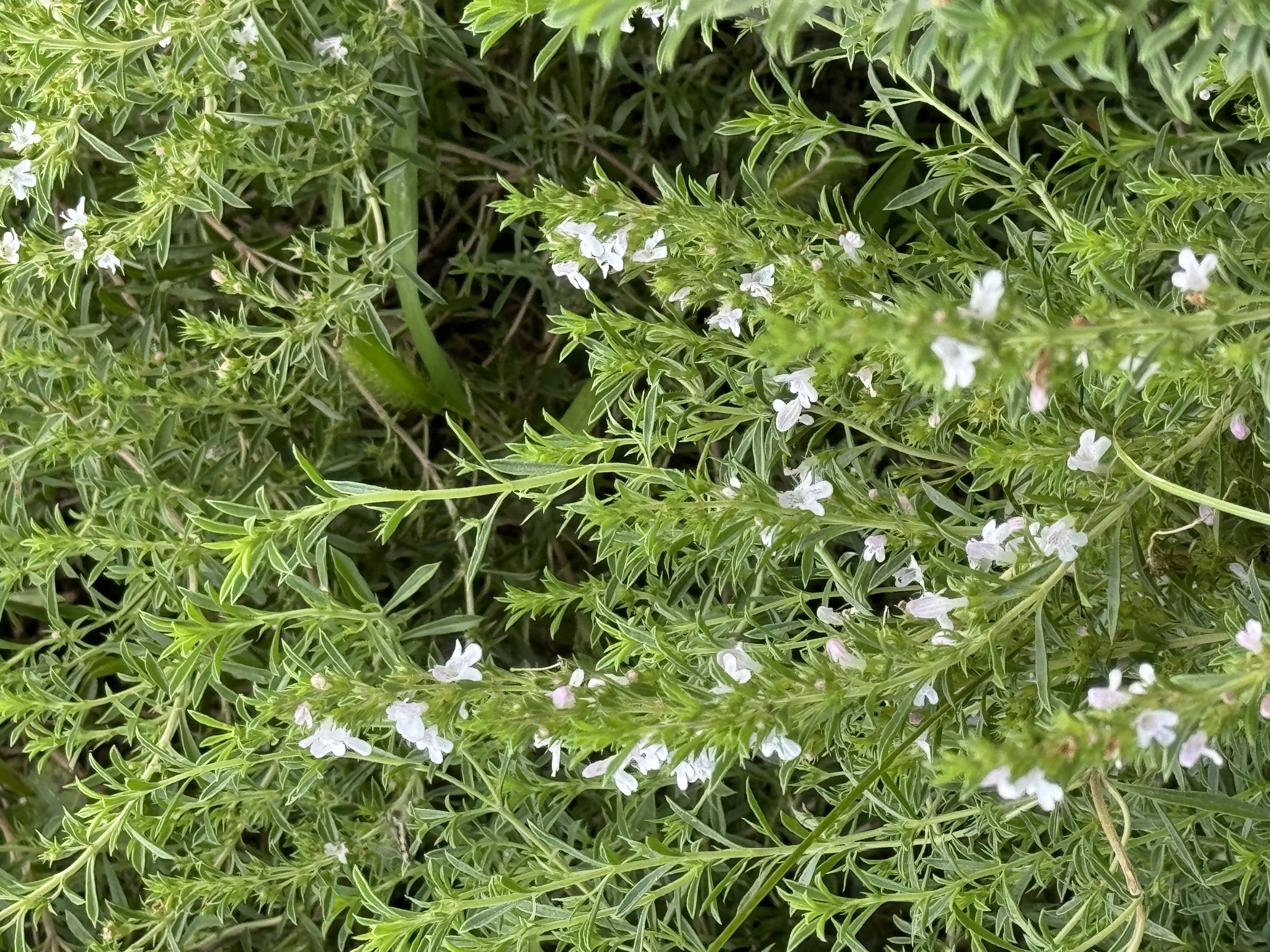 Plant Image